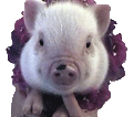 Dimple ist ein fettes Schwein mit 4490 Postpunkten
